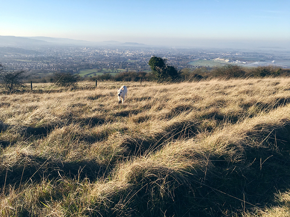 willow on hills